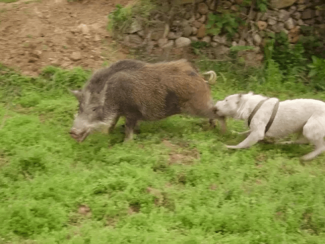 中國本土猛犬,隱居深山,卻能讓野豬喪命_青川_獵犬_涼山