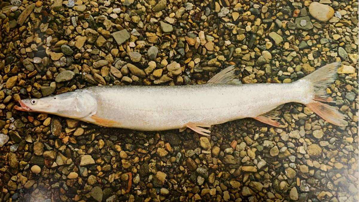 从"无鱼可捞"到神秘物种"鳤鱼"再现,十年禁捕初现成效_长江_捕捞_鱼群