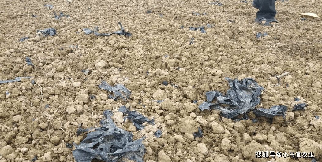 5元回收终结"白色污染",变废为宝_农膜_残留_甘肃