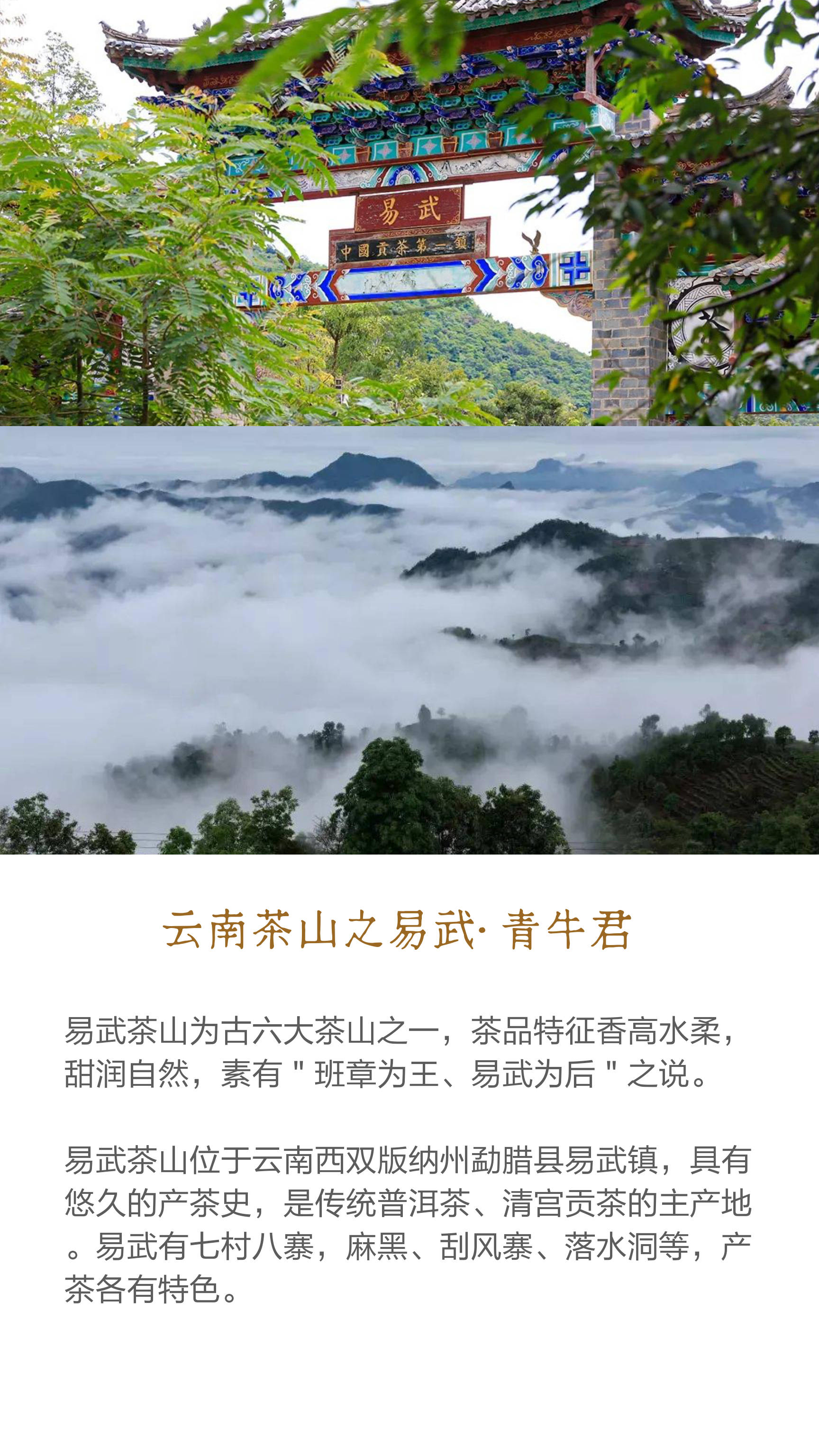 易武茶区的五大茶山图片