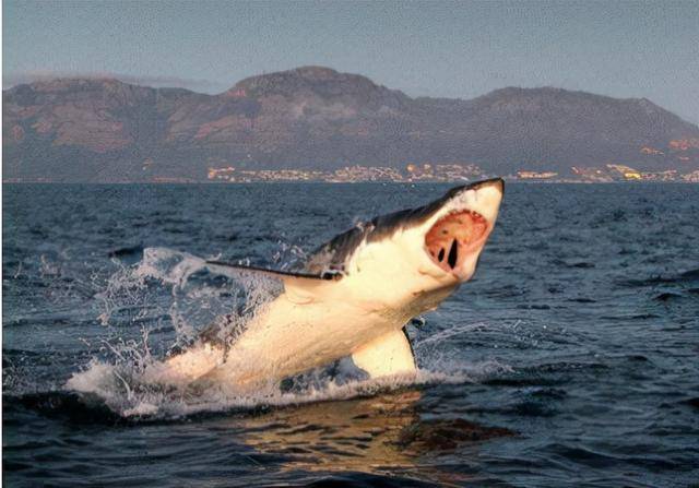 虎鲸捕猎鲨鱼图片