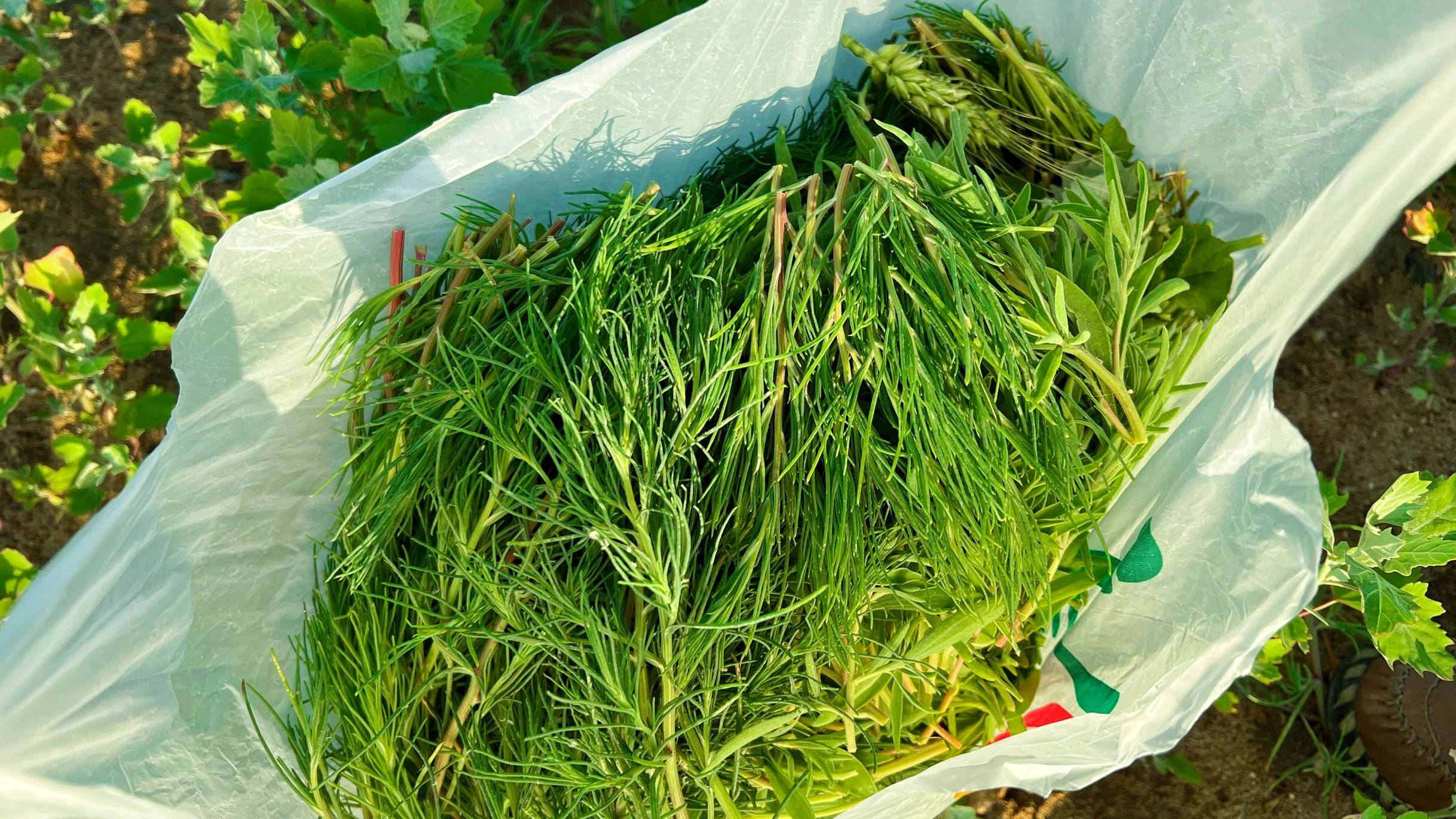 这菜全身是宝却因名字被人嫌弃比荠菜还营养食用期很短别不懂吃