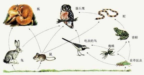 毒蛇界的"大熊猫"蛇,中国毒蛇之白头蝰蛇,古老珍稀的物种