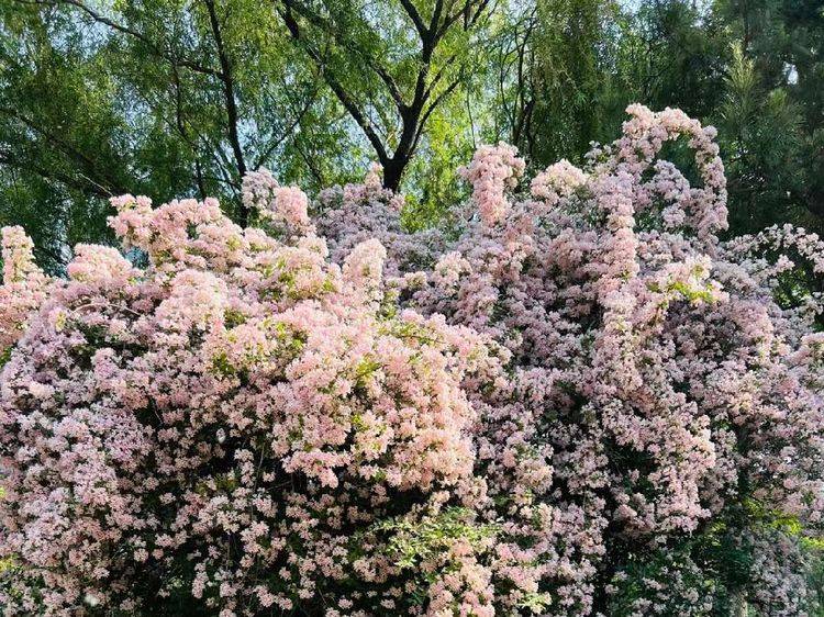 骑行浑河岸边，看蝟实花开（外一则）