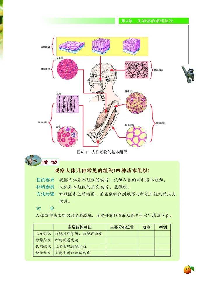 北師大版七年級上冊生物電子課本教材高清pdf版