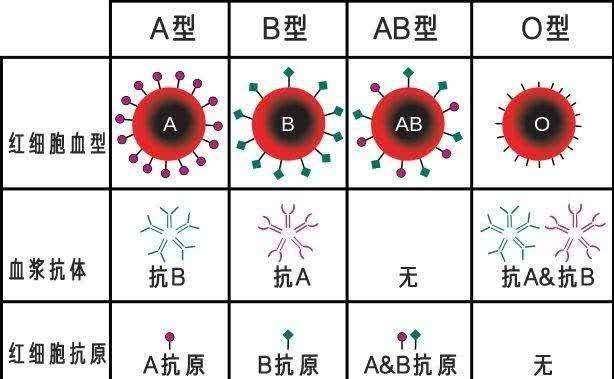 A型 B型 Ab型 O型血 哪种血型身体好点 你是哪个血型 疾病 性格 气质