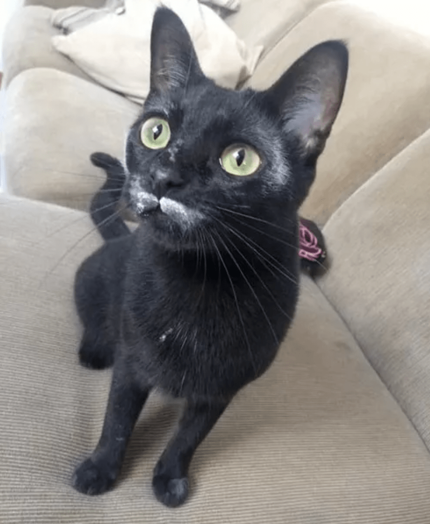 不过如果遇上蛋糕,龙须酥这样的甜点就算不是黑猫也能轻易翻车…猫猫