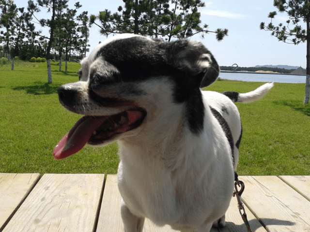 狗狗可以吹空调吗?_吐舌头_散热_时候