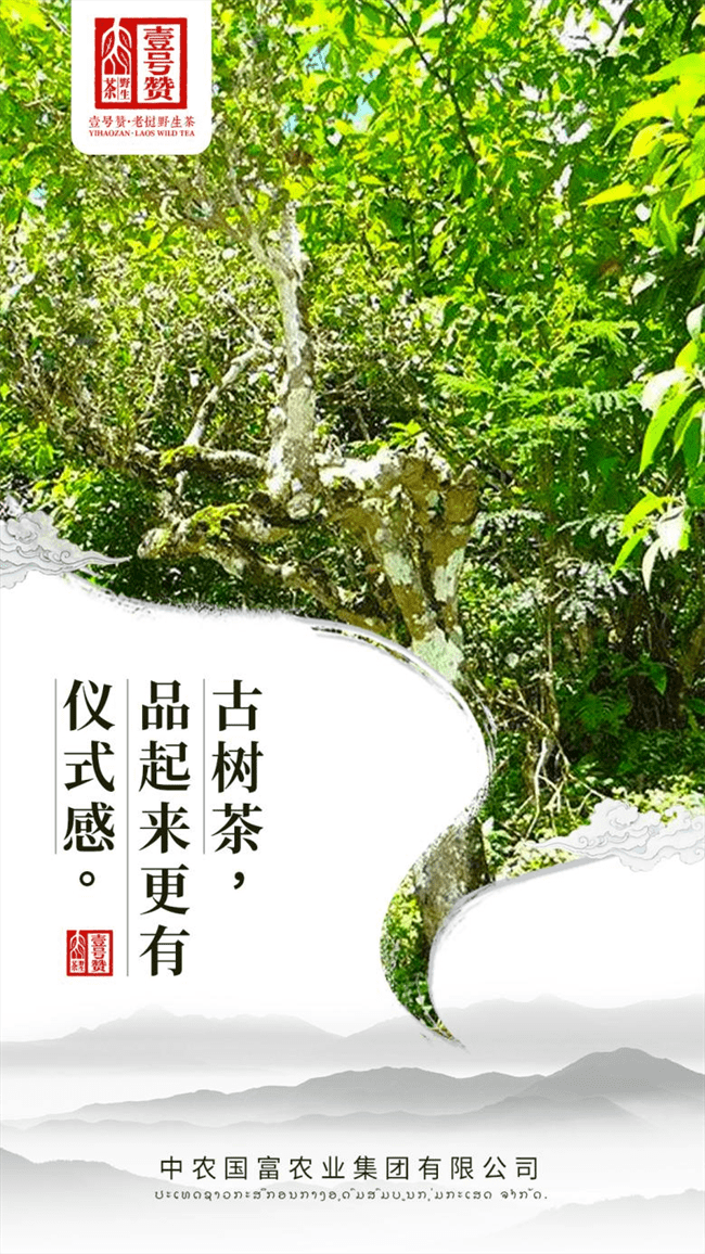 叶荣祖壹号赞老挝野生茶野气韵探寻纯粹的自然之美