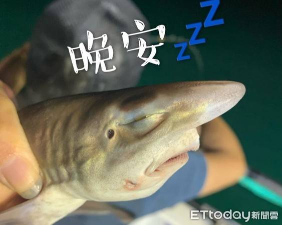 鲨鱼宝宝被捕上岸白眼瞪人 7张表情包笑爆_阿梅_lee_网友