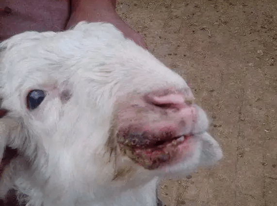 羊口疮治疗方便又省事