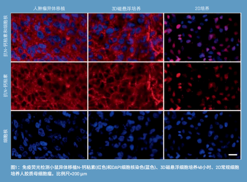 评测greiner磁性3d细胞培养技术