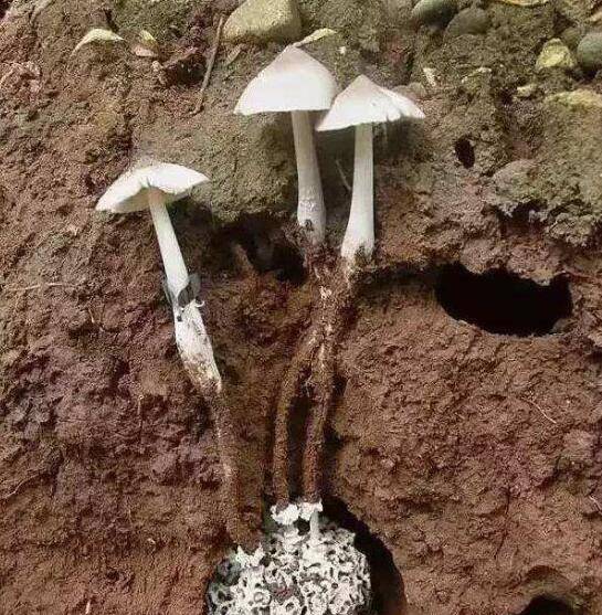 段斌家_白蚁_因为