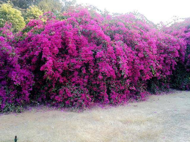 原创地栽三角梅这样养开出一片花海花开绚丽一起来看看