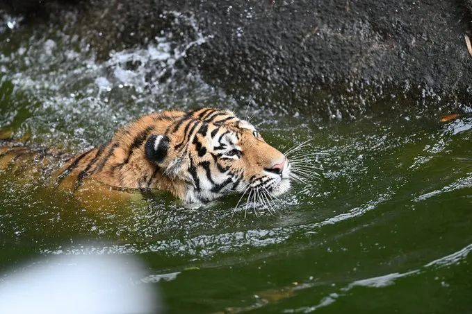 原創烈日當頭動物園的老虎們為消暑紛紛下水游泳山大王秒變落湯虎