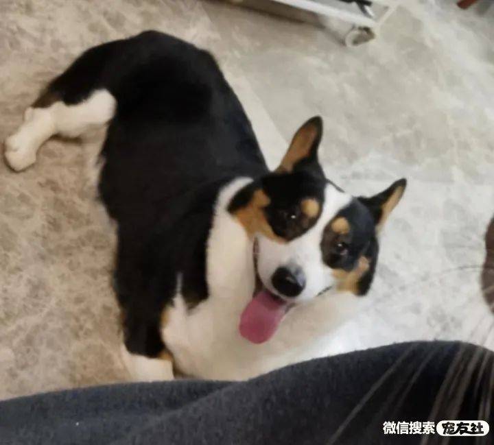 长沙寻狗启事黑白棕三色柯基被毛黑色宠友社发布