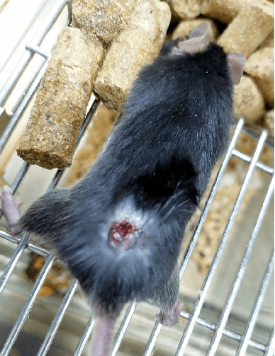 救急小鼠皮肤状态异常怎么办