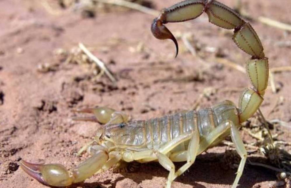 东亚钳蝎中国毒蝎较出名的就是东亚钳蝎,和新疆黑肥尾蝎.