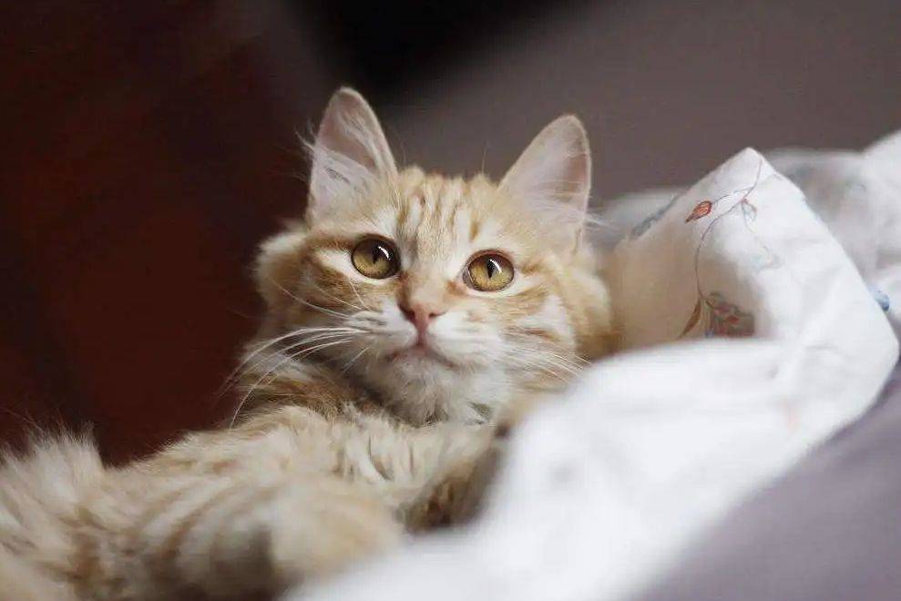为什么老人养的猫更乖？