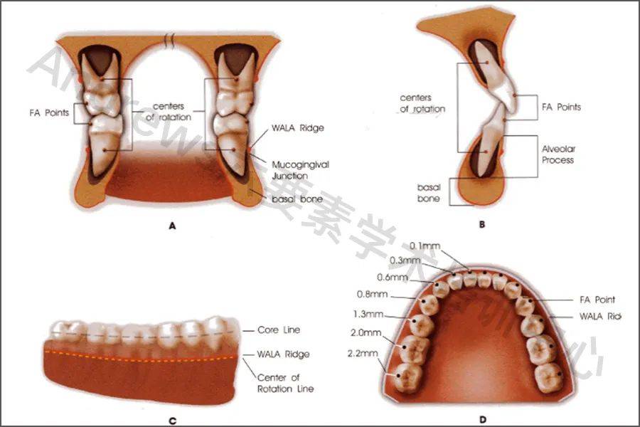 andrews测量了大量正常19的石膏模型,发现wala嵴与下颌前后牙齿的