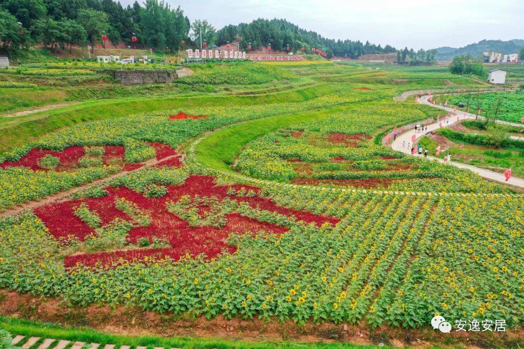 遂宁:最大向日葵花海!就在安居这个地方_活动_海龙_凯歌