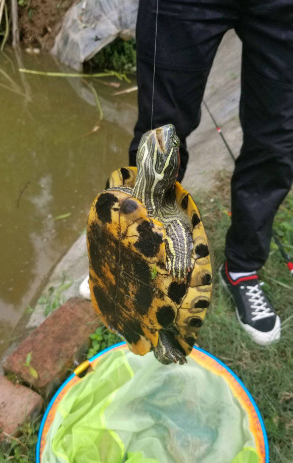 男子钓到只乌龟养在家中却招来两米多长大蛇偷吃差点被拖走