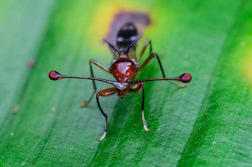 最怪异的昆虫长什么样远看像天牛眼睛却像挂在触须上还是只蝇