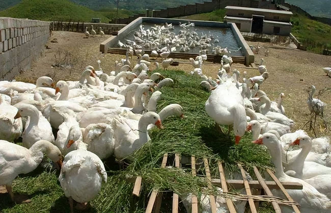 原创古人深信鹅粪能杀蛇为什么说有鹅的地方蛇都跑光鹅看我背后