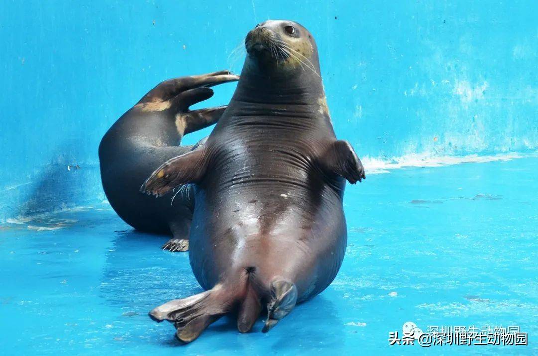 海豹在水中也可算得上是游泳好手,但来到岸上,那肥嘟嘟的身体,怎么扭
