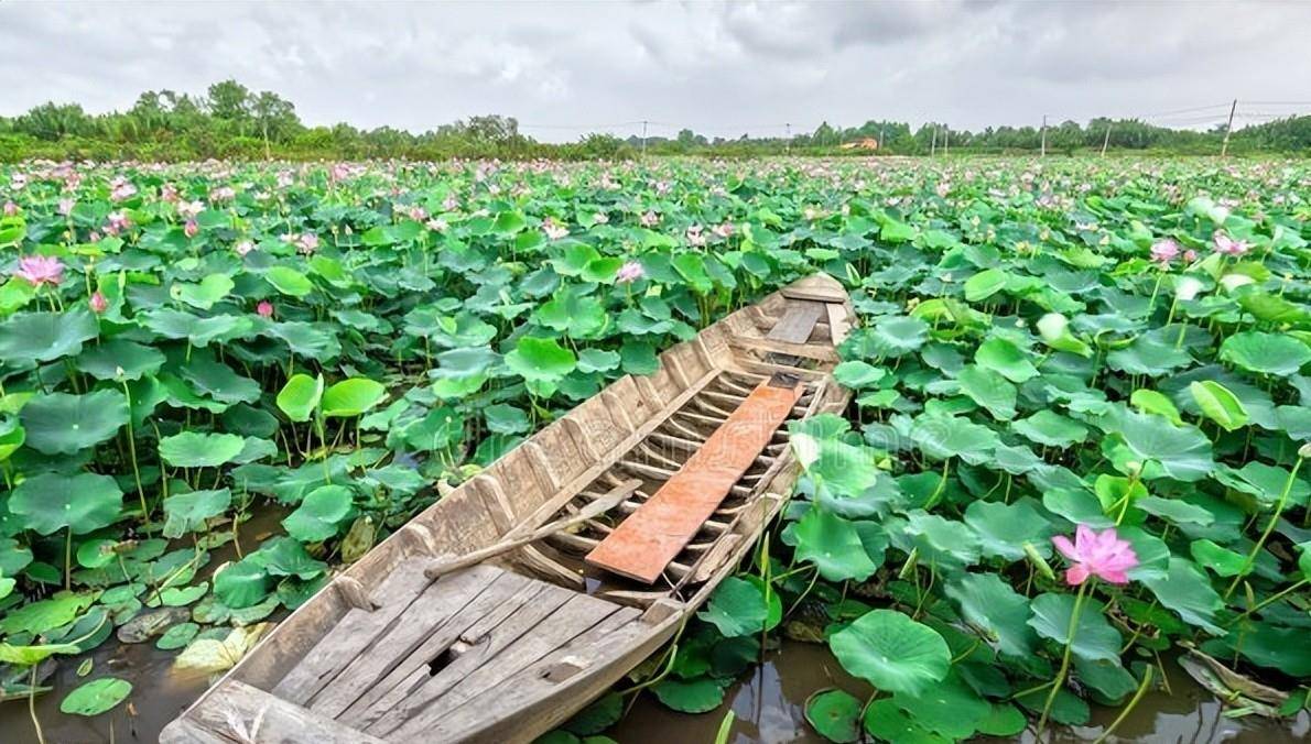 仲夏五月荷花八首