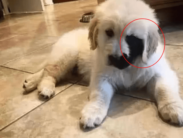 原创狗狗长了一张阴阳脸主人不听旁人闲言外语坚决将它抚养长大