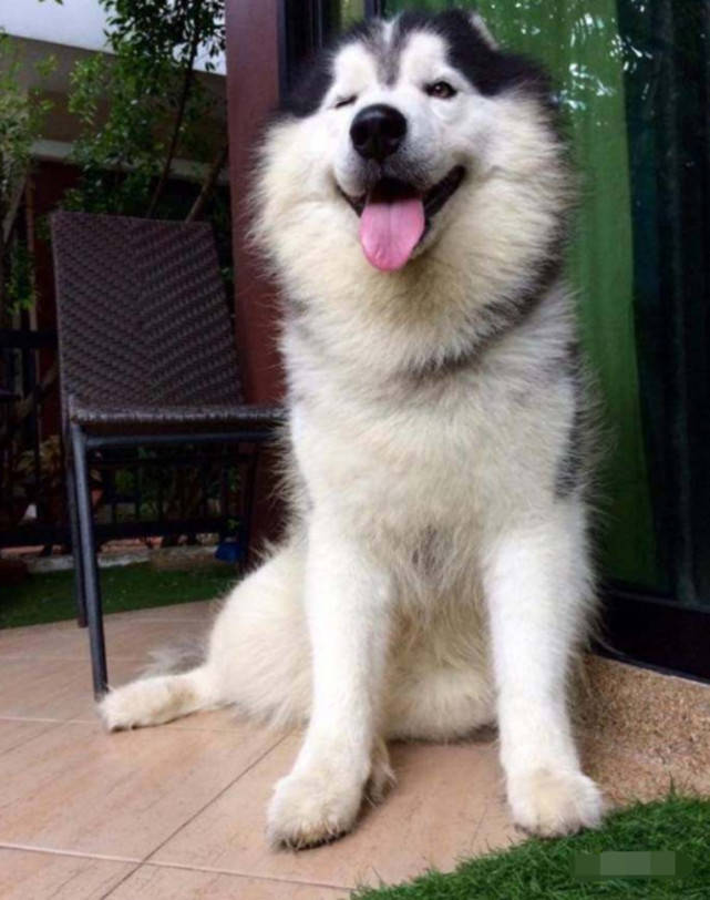 原创主人养了一只乖二哈卖萌放电样样精通成小区靓丽风景线