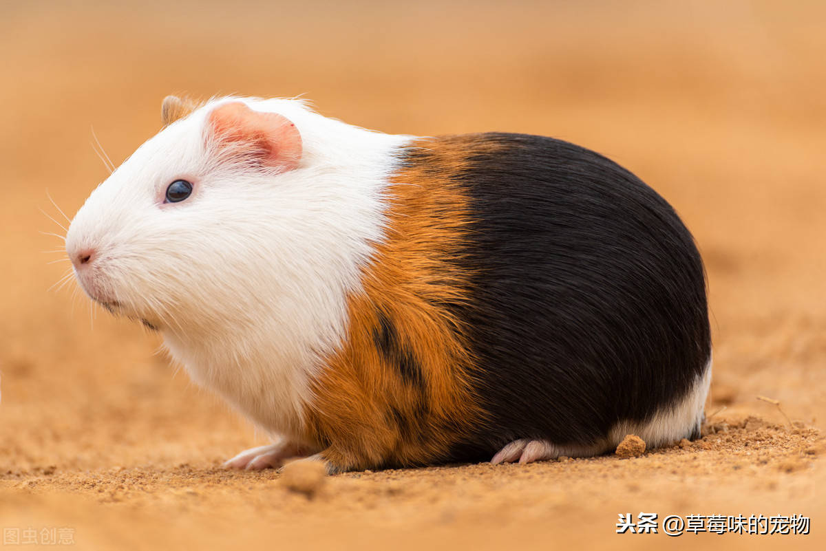 毛被剃了,宠物鼠缩墙角不理主人,气呼呼的背影把人