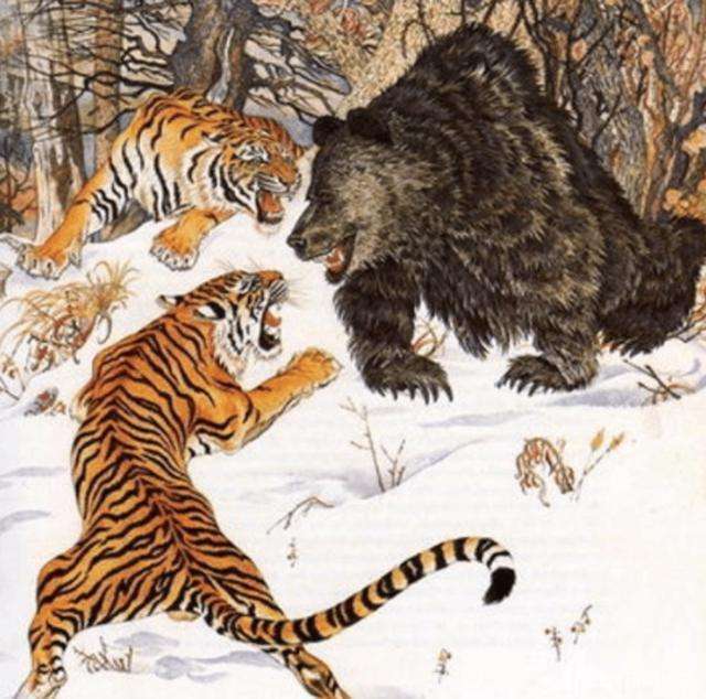 原创东北虎vs大棕熊老虎靠技巧保持50胜率不愧是森林之王