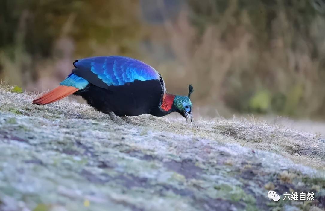 西藏发现一只稀有鸟类棕尾虹雉色彩绚丽有着九色鸟之称