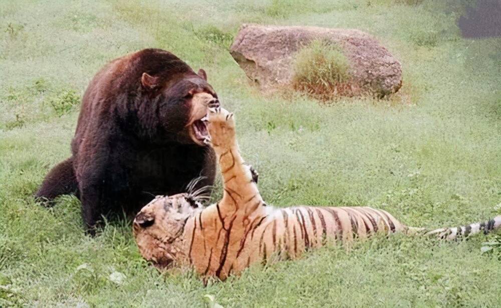 原创东北虎vs大棕熊老虎靠技巧保持50胜率不愧是森林之王