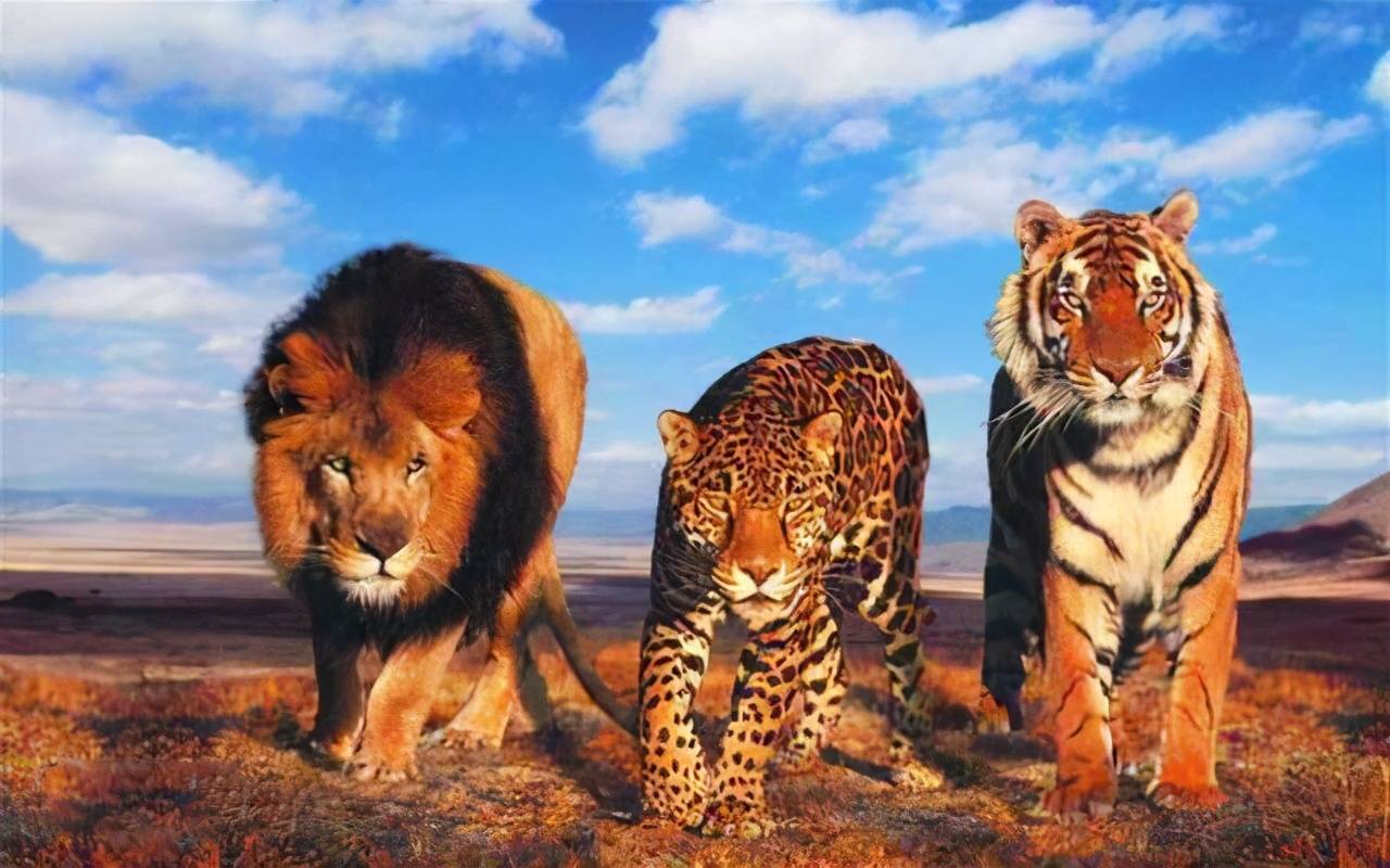 原创雄狮与雄虎在陆地动物战力排行榜上能排第几