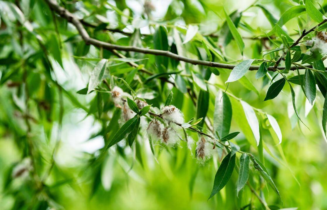 晚春花信之柳花七首 柳老春深日又斜 寻逐春风捉柳花 柳絮 李白 柳树