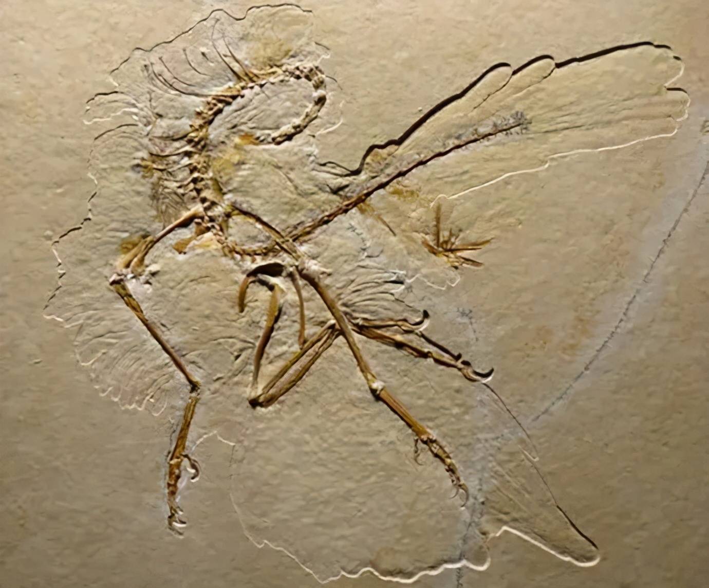 鸡真的是恐龙后代吗？6500万年前的部分恐龙其实存活至今_鸟类_始祖鸟_祖先