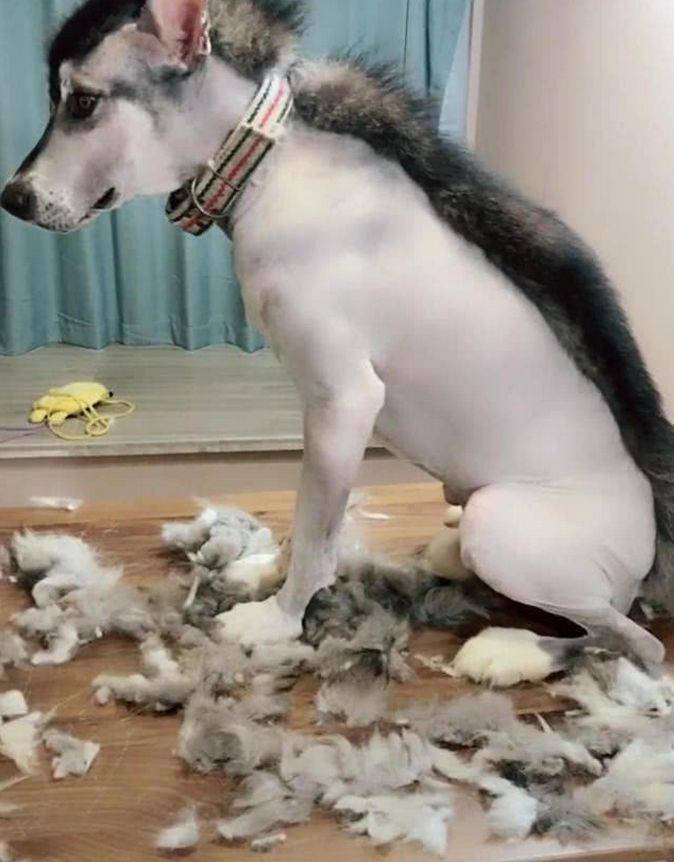 二哈被老师抓去剃毛,2小时后经理打电话来:你家狗子得抑郁症了_哈士奇