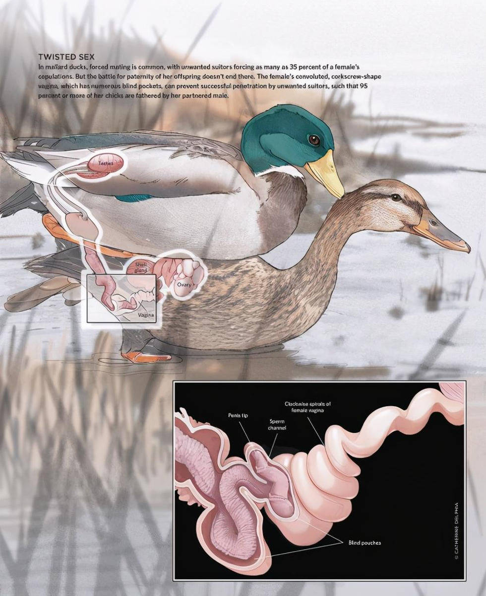 雄鸭的强迫交配与雌鸭的反抗,拉开了一场生殖器的共同进化_鸭子_野鸭