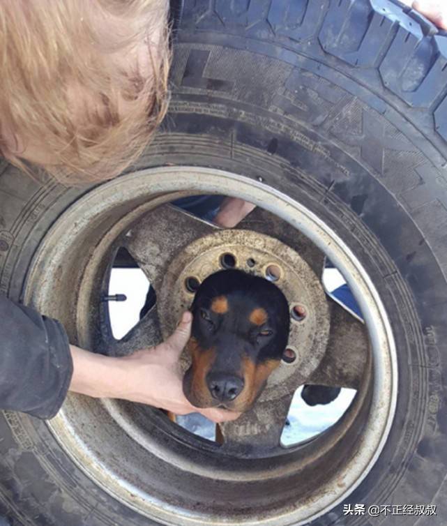 原创调皮狗狗钻入轮胎中出不来主人看见又急又气真是条傻狗