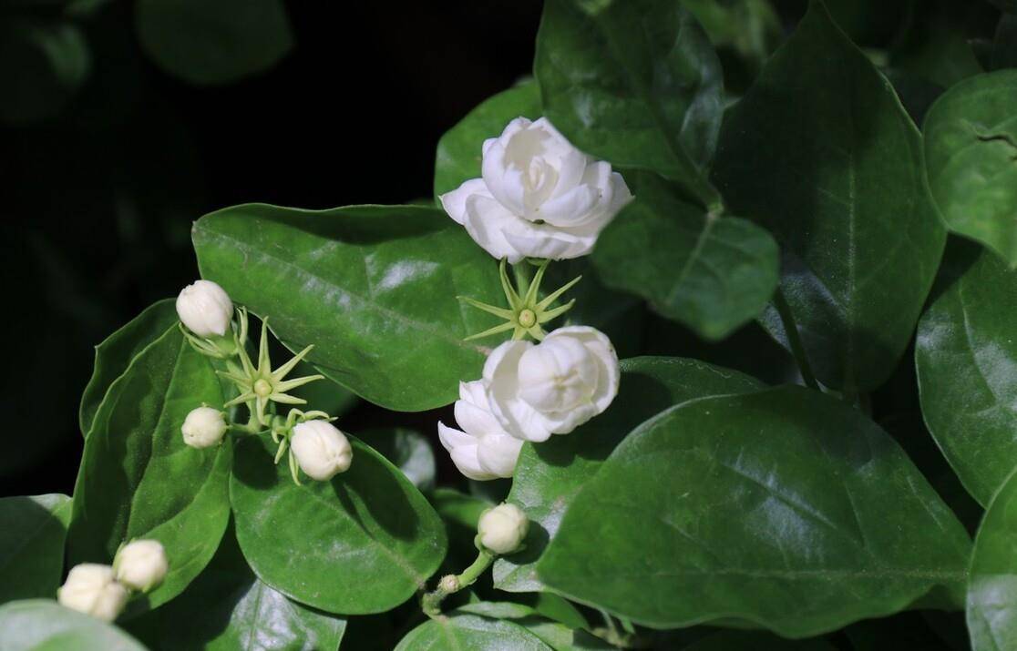 夏花茉莉美詩八首賞讀 著人茉莉花如雪 茉莉心香細雨天 夏天 南方 香氣 Worldstandardsintroduction