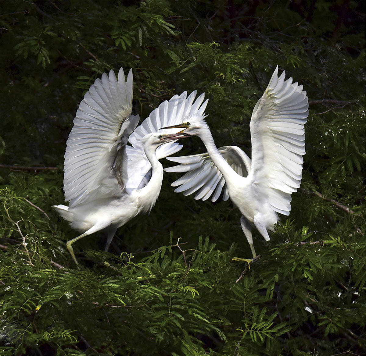 原创中国野生保护鸟类摄影专题作品欣赏01667白鹭