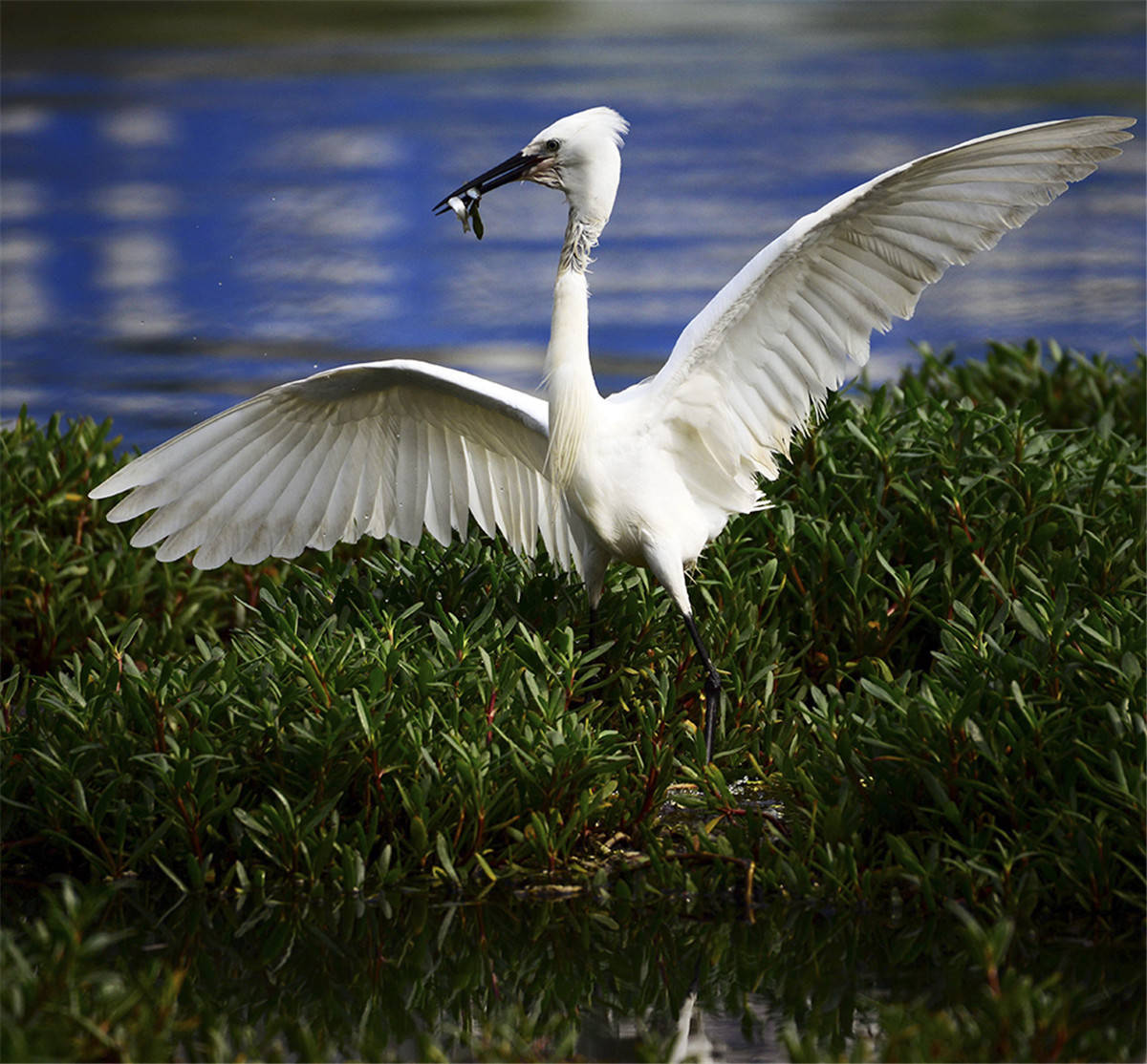 原创中国野生保护鸟类摄影专题作品欣赏01667白鹭