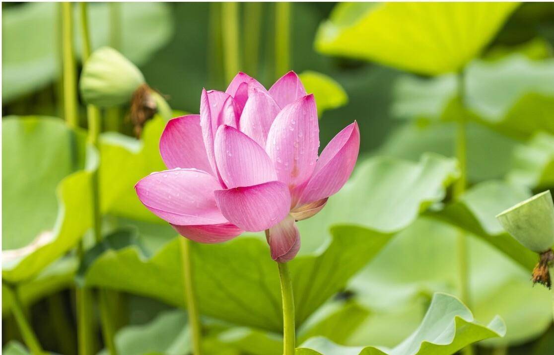 纳兰性德唯美荷花两首 一朵芙蓉著秋雨 并蒂莲花绾红妆 工作 皇宫 感情