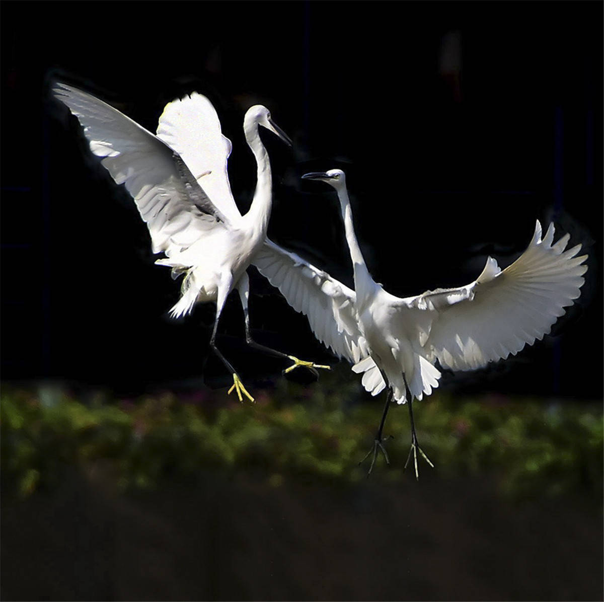 原创中国野生保护鸟类摄影专题作品欣赏01667白鹭