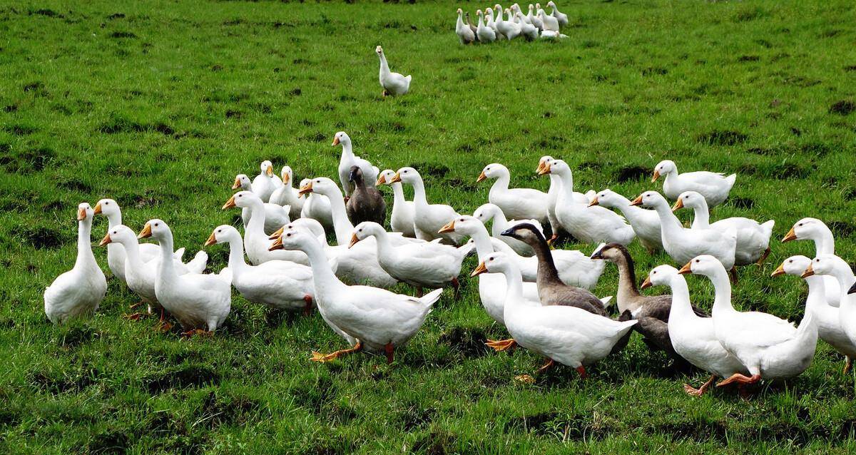 警惕性也是比较强,再加上这洪亮的叫声,许多人会饲养大鹅来看家护院