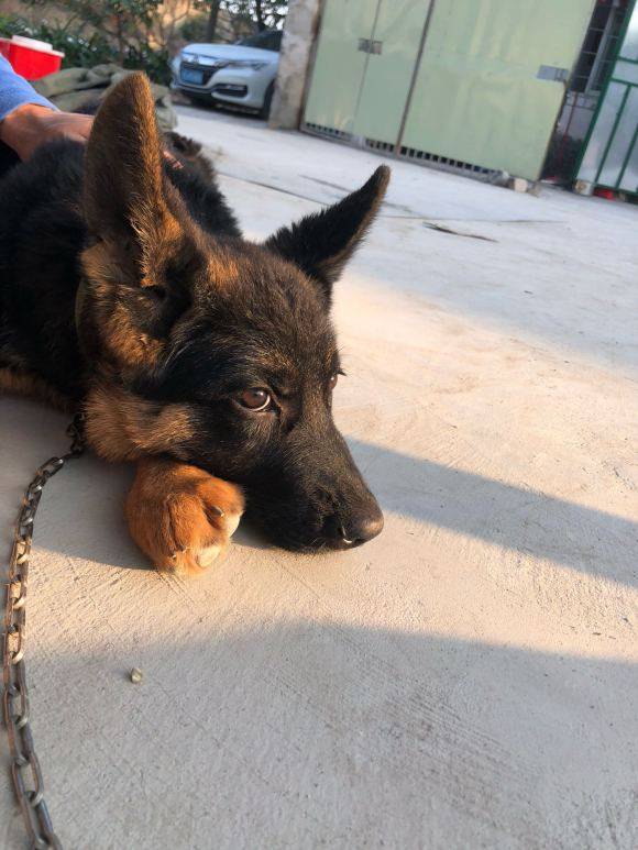 德牧从小被拴在家,主人突然把它放开,都不知道出去玩_网友_时候_小狗