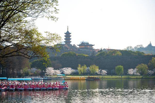 赏花胜地，樱花大道！南京这一景区，香火旺盛，已有1700多年历史
